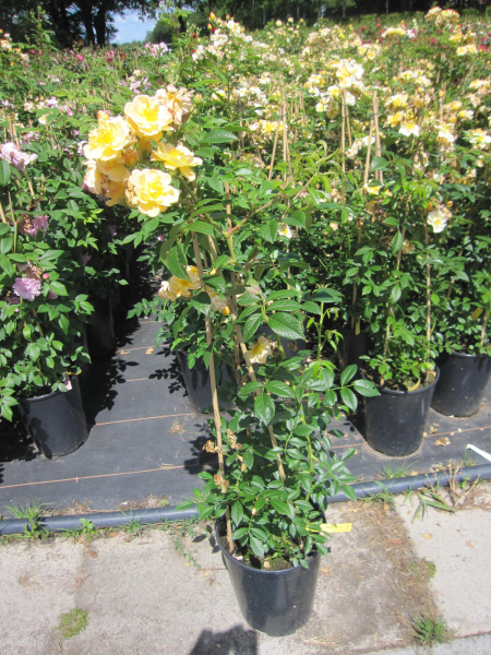 Ramblerrose Sunny Siluetta 2